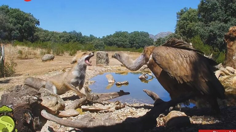 Webcams de naturaleza: una ventana digital a la fauna española Webcams de naturaleza: una ventana digital a la fauna española